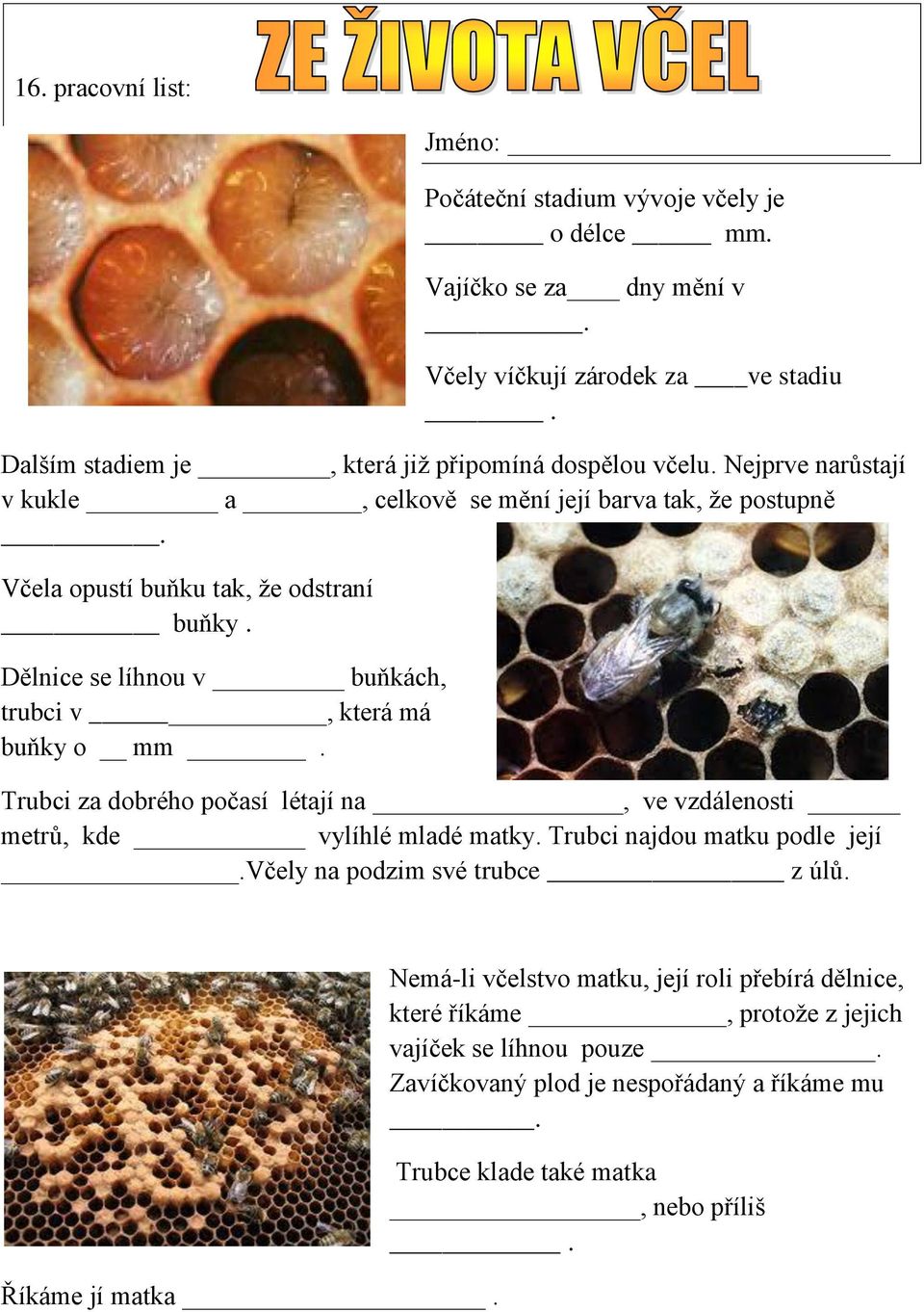 Dělnice se líhnou v buňkách, trubci v, která má buňky o mm. Trubci za dobrého počasí létají na, ve vzdálenosti metrů, kde vylíhlé mladé matky. Trubci najdou matku podle její.