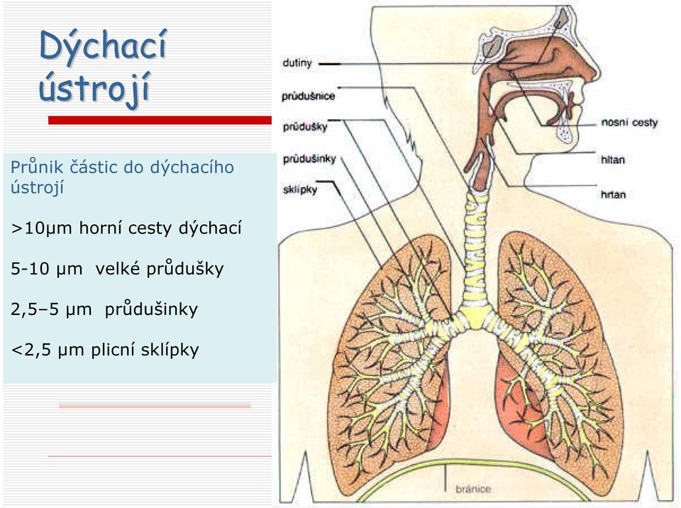 dýchací 5-10 µm velké průdušky 2,5