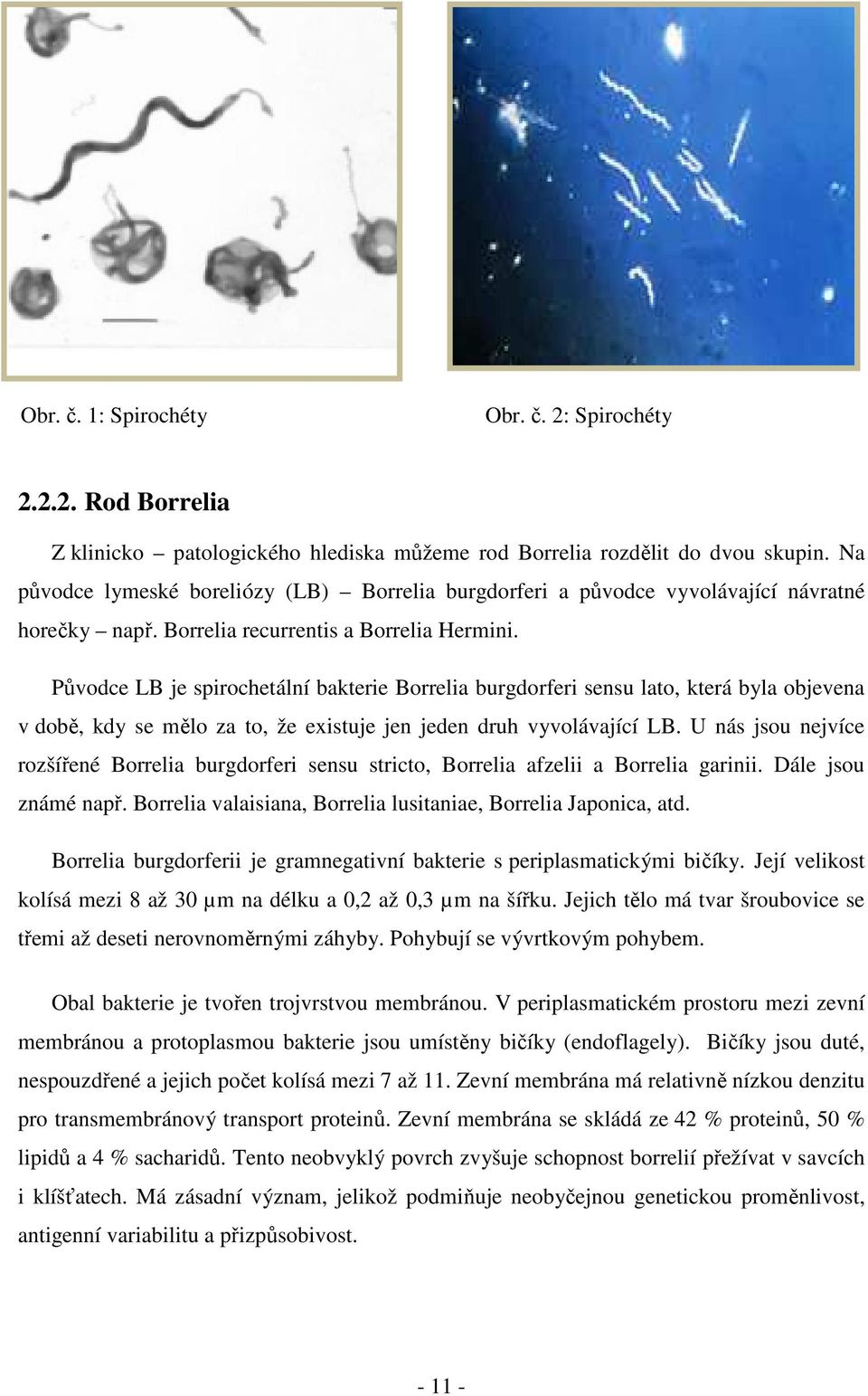 Původce LB je spirochetální bakterie Borrelia burgdorferi sensu lato, která byla objevena v době, kdy se mělo za to, že existuje jen jeden druh vyvolávající LB.