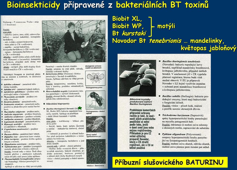 kurstaki Novodor Bt tenebrionis mandelinky,