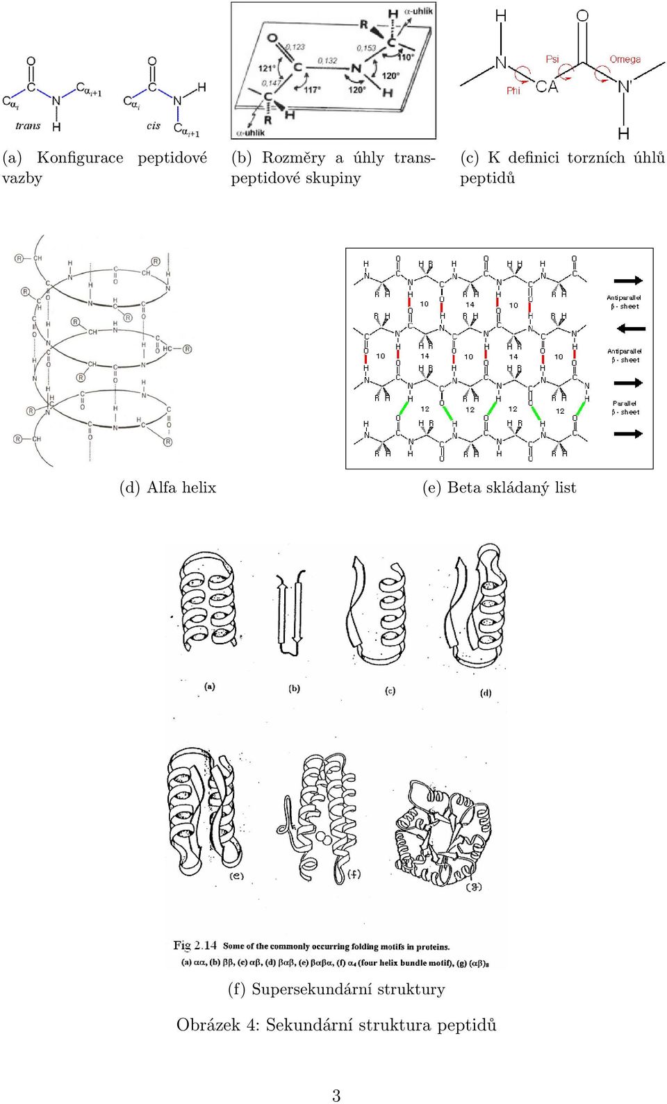 peptidů (d) Alfa helix (e) Beta skládaný list (f)