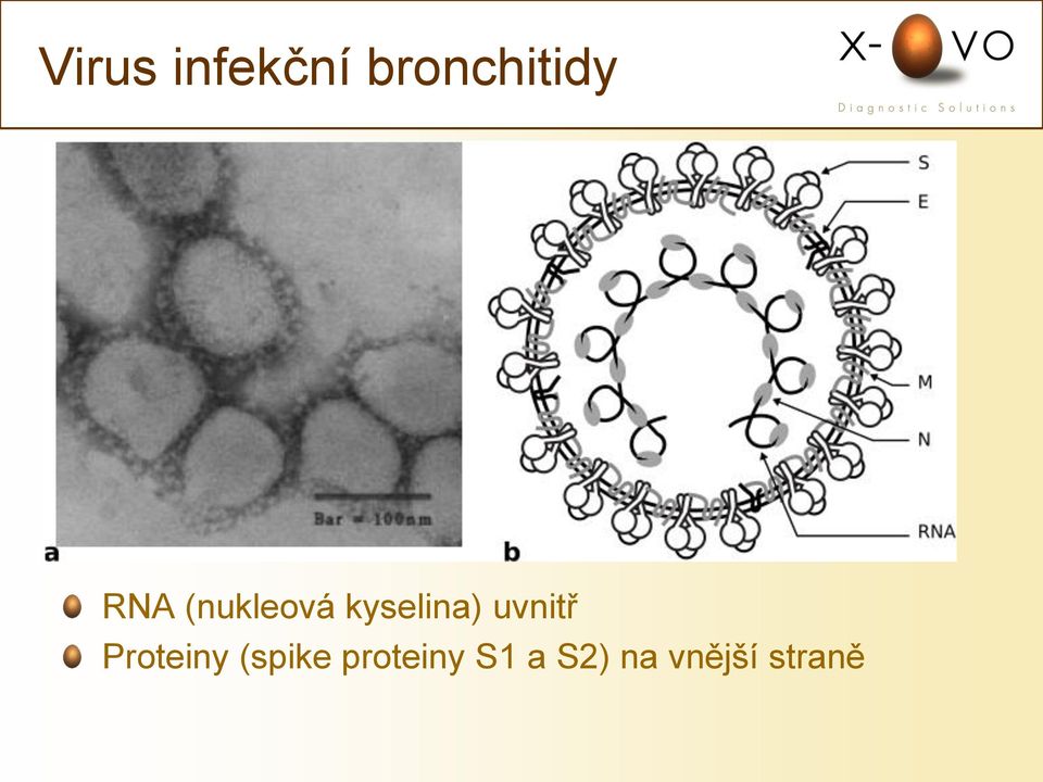 uvnitř Proteiny (spike