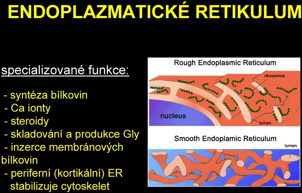 skladování a produkce Gly - inzerce membránových