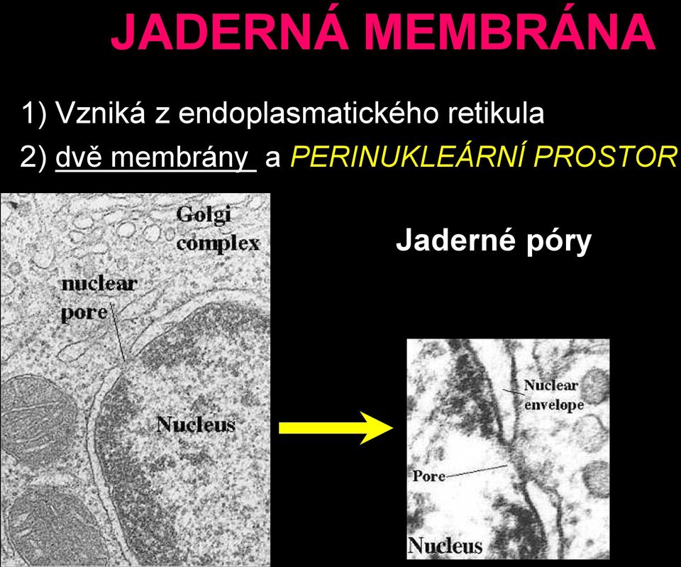 retikula 2) dvě membrány a