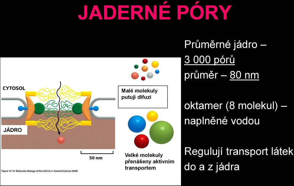 molekuly přenášeny aktivním transportem oktamer (8