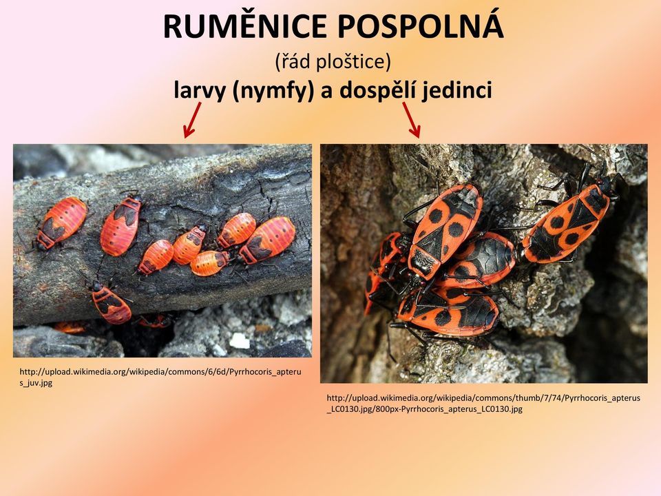 org/wikipedia/commons/6/6d/pyrrhocoris_apteru s_juv.