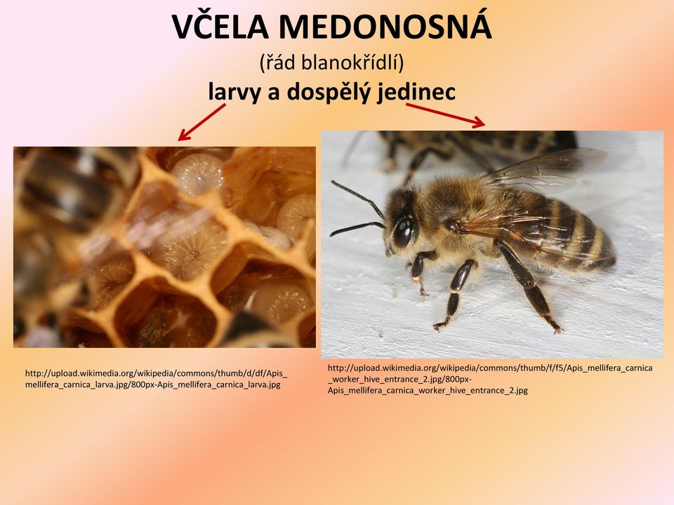 jpg/800px-apis_mellifera_carnica_larva.jpg http://upload.wikimedia.