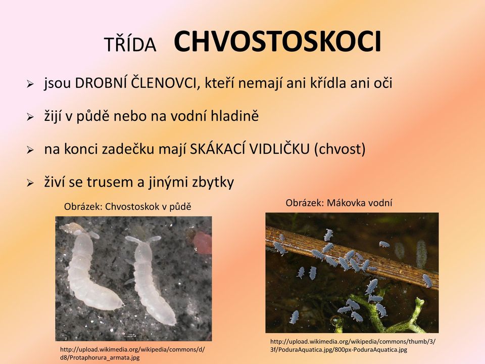 Chvostoskok v půdě Obrázek: Mákovka vodní http://upload.wikimedia.