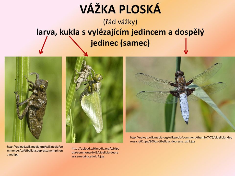 jpg http://upload.wikimedia.org/wikipe dia/commons/4/43/libellula.depre ssa.emerging.adult.4.jpg http://upload.wikimedia.org/wikipedia/commons/thumb/7/76/libellula_dep ressa_qtl1.