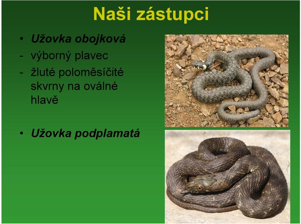 poloměsíčité skvrny na