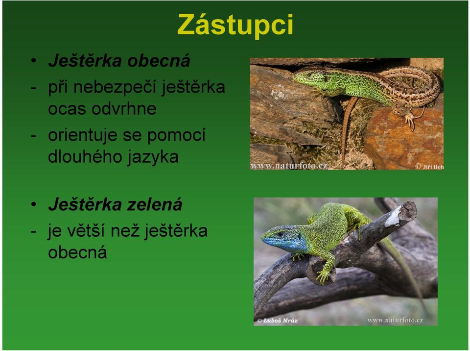 pomocí dlouhého jazyka Zástupci