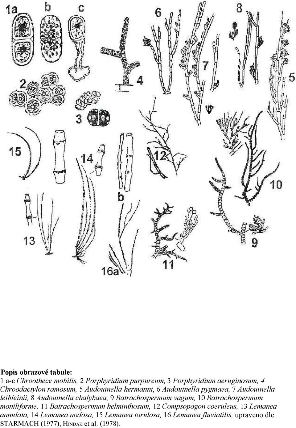 Batrachospermum vagum, 10 Batrachospermum moniliforme, 11 Batrachospermum helminthosum, 12 Compsopogon coeruleus, 13