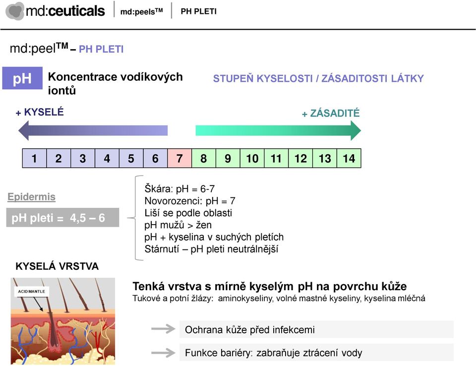 ţen ph + kyselina v suchých pletích Stárnutí ph pleti neutrálnější Tenká vrstva s mírně kyselým ph na povrchu kŧţe Tukové a potní