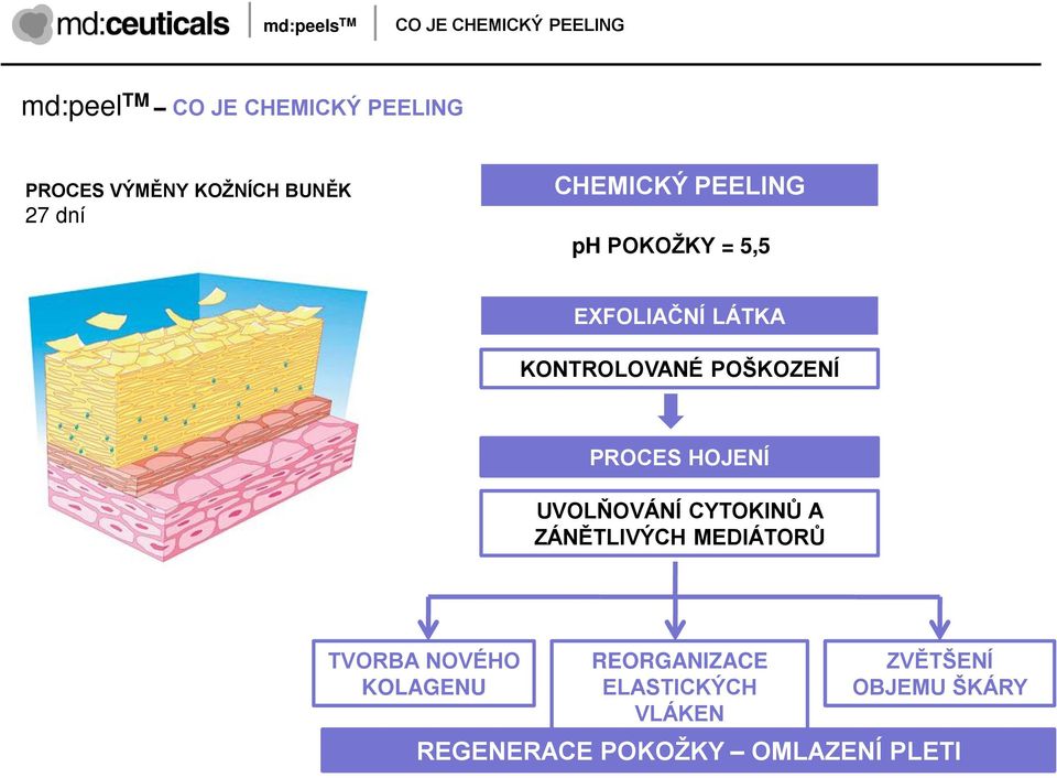 POŠKOZENÍ PROCES HOJENÍ UVOLŇOVÁNÍ CYTOKINŦ A ZÁNĚTLIVÝCH MEDIÁTORŦ TVORBA NOVÉHO