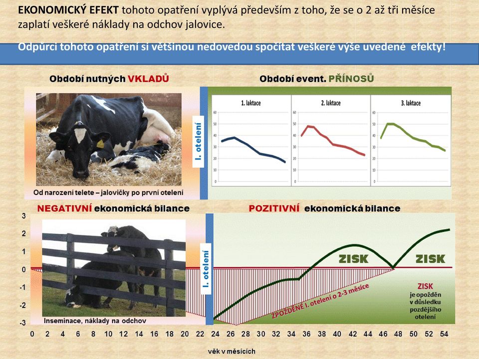 náklady na odchov jalovice.