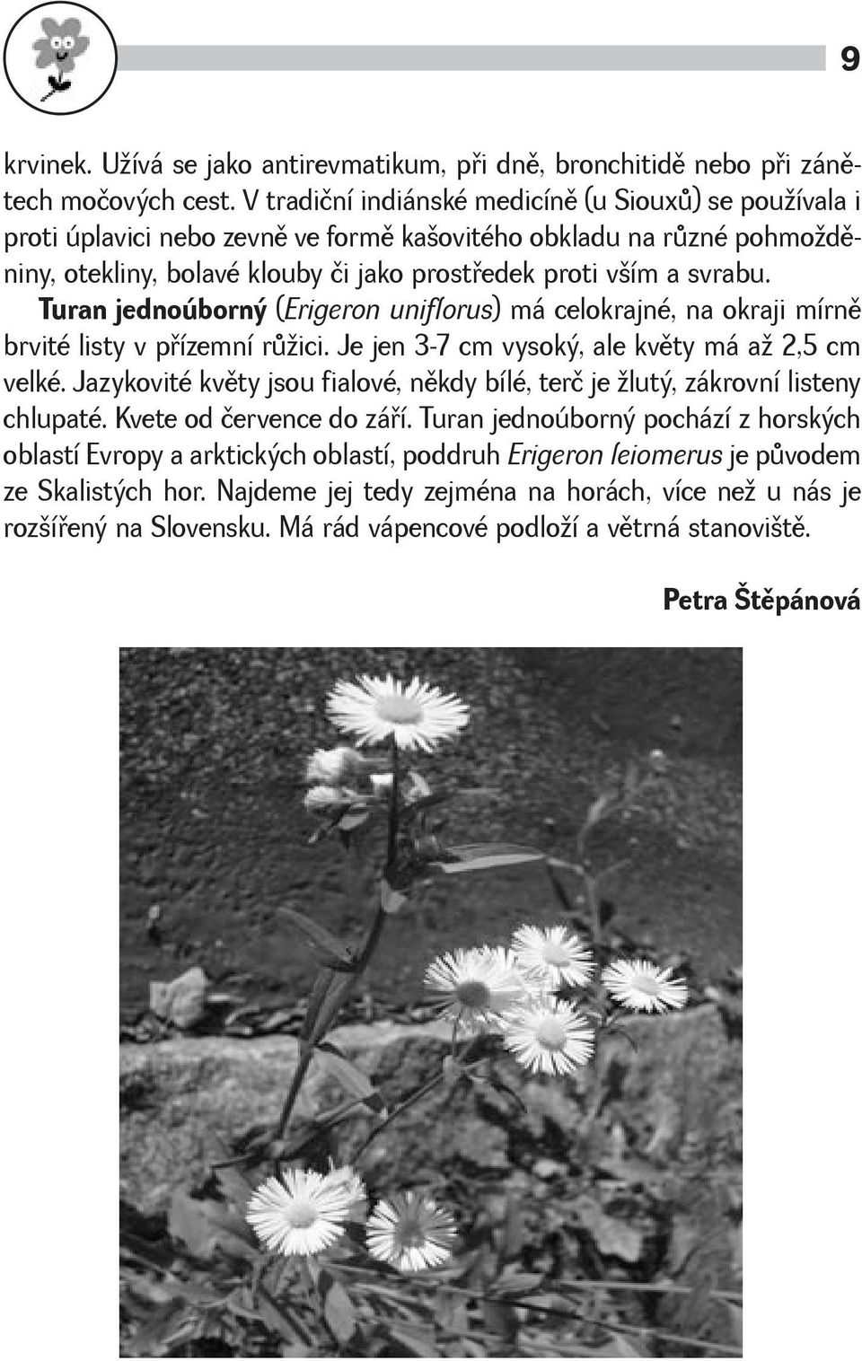 Turan jednoúborný (Erigeron uniflorus) má celokrajné, na okraji mírnì brvité listy v pøízemní rùici. Je jen 3-7 cm vysoký, ale kvìty má a 2,5 cm velké.