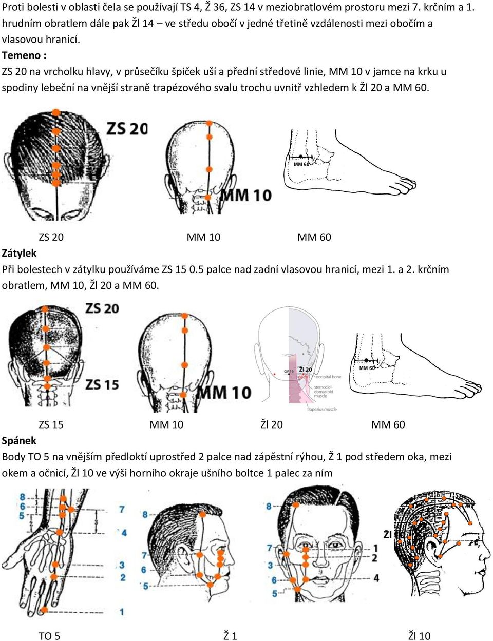 Temeno : ZS 20 na vrcholku hlavy, v průsečíku špiček uší a přední středové linie, MM 10 v jamce na krku u spodiny lebeční na vnější straně trapézového svalu trochu uvnitř vzhledem k Žl 20 a MM