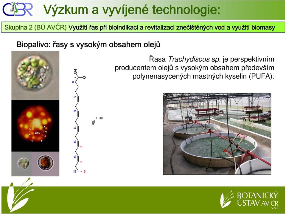 obsahem olejů Řasa Trachydiscus sp.