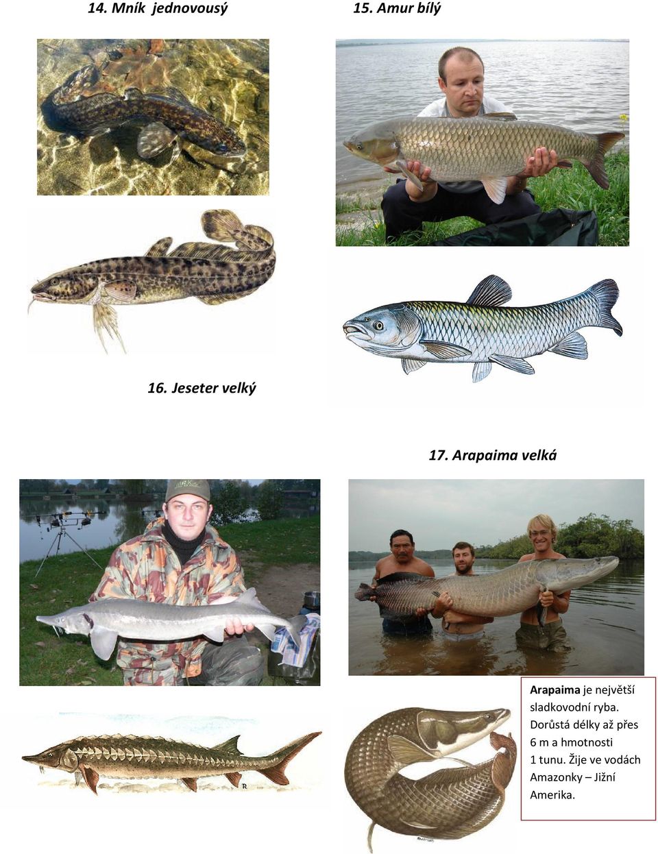 Arapaima velká Arapaima je největší sladkovodní