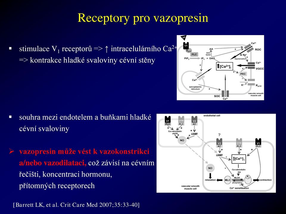 vazopresin může vést k vazokonstrikci a/nebo vazodilataci, což závisí na cévním řečišti,