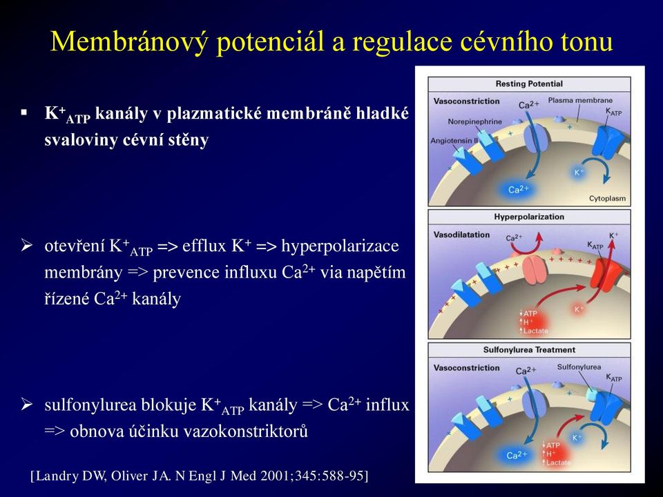 prevence influxu Ca 2+ via napětím řízené Ca 2+ kanály sulfonylurea blokuje K + ATP kanály