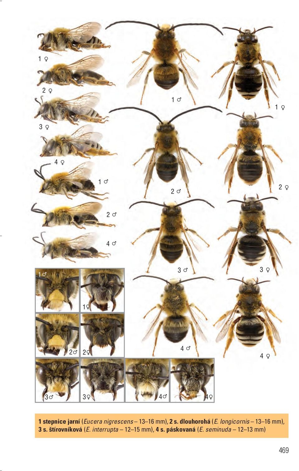 dlouhorohá (E. longicornis 13 16 mm), 3 s.