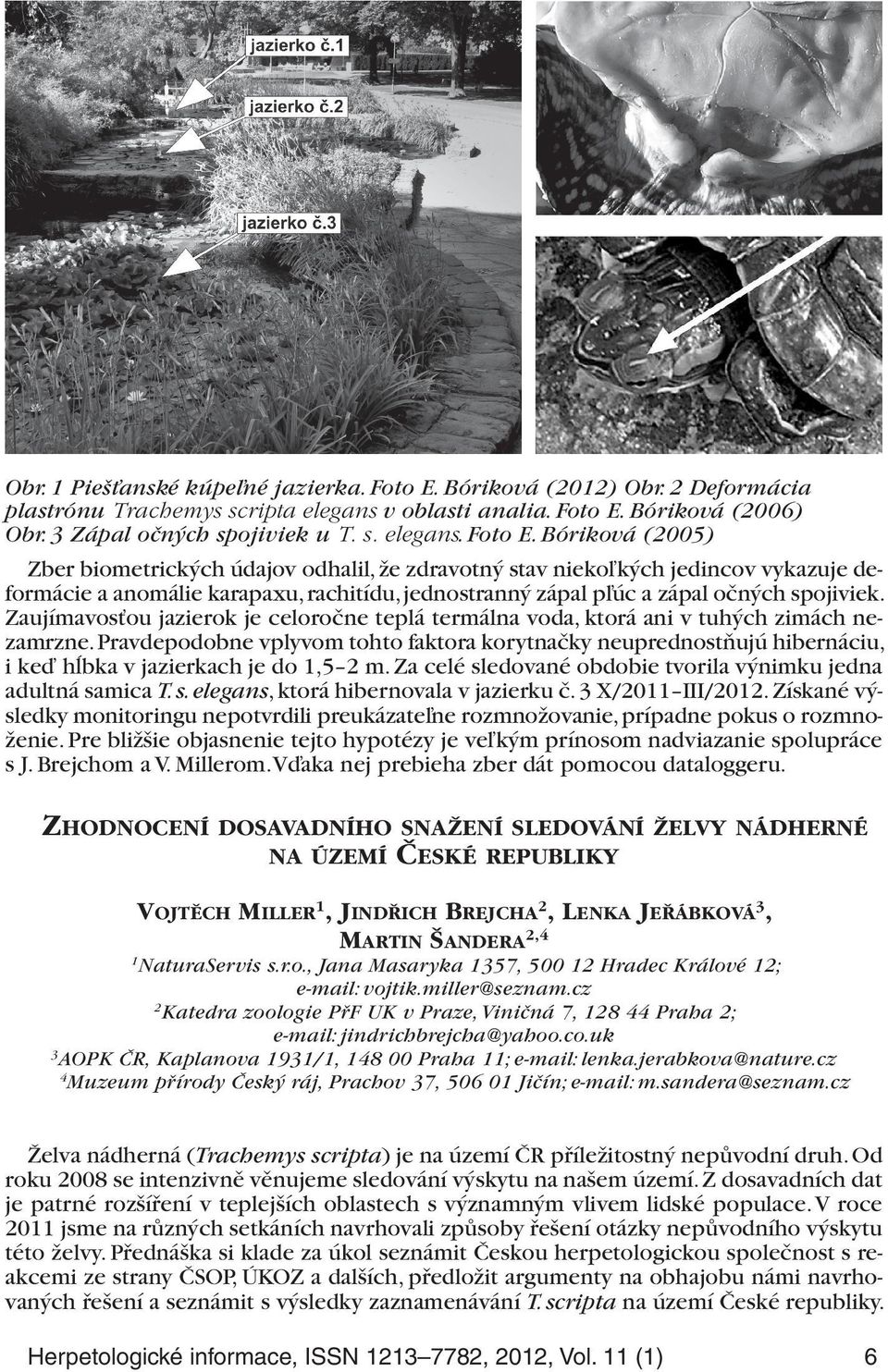 Bóriková (2006) Obr. 3 Zápal očných spojiviek u T. s. elegans. Foto E.