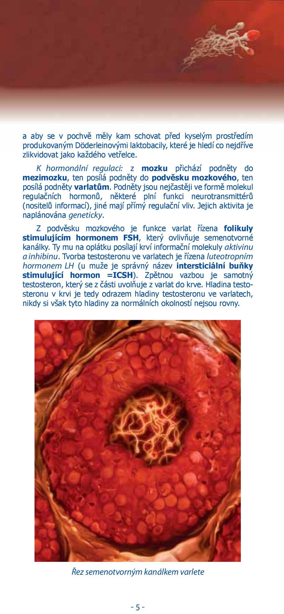 Podněty jsou nejčastěji ve formě molekul regulačních hormonů, některé plní funkci neurotransmittérů (nositelů informací), jiné mají přímý regulační vliv. Jejich aktivita je naplánována geneticky.