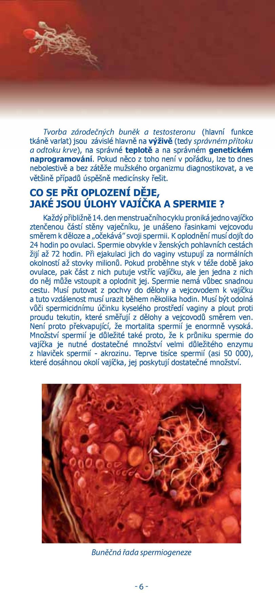 CO SE PŘI OPLOZENÍ DĚJE, JAKÉ JSOU ÚLOHY VAJÍČKA A SPERMIE? Každý přibližně 14.