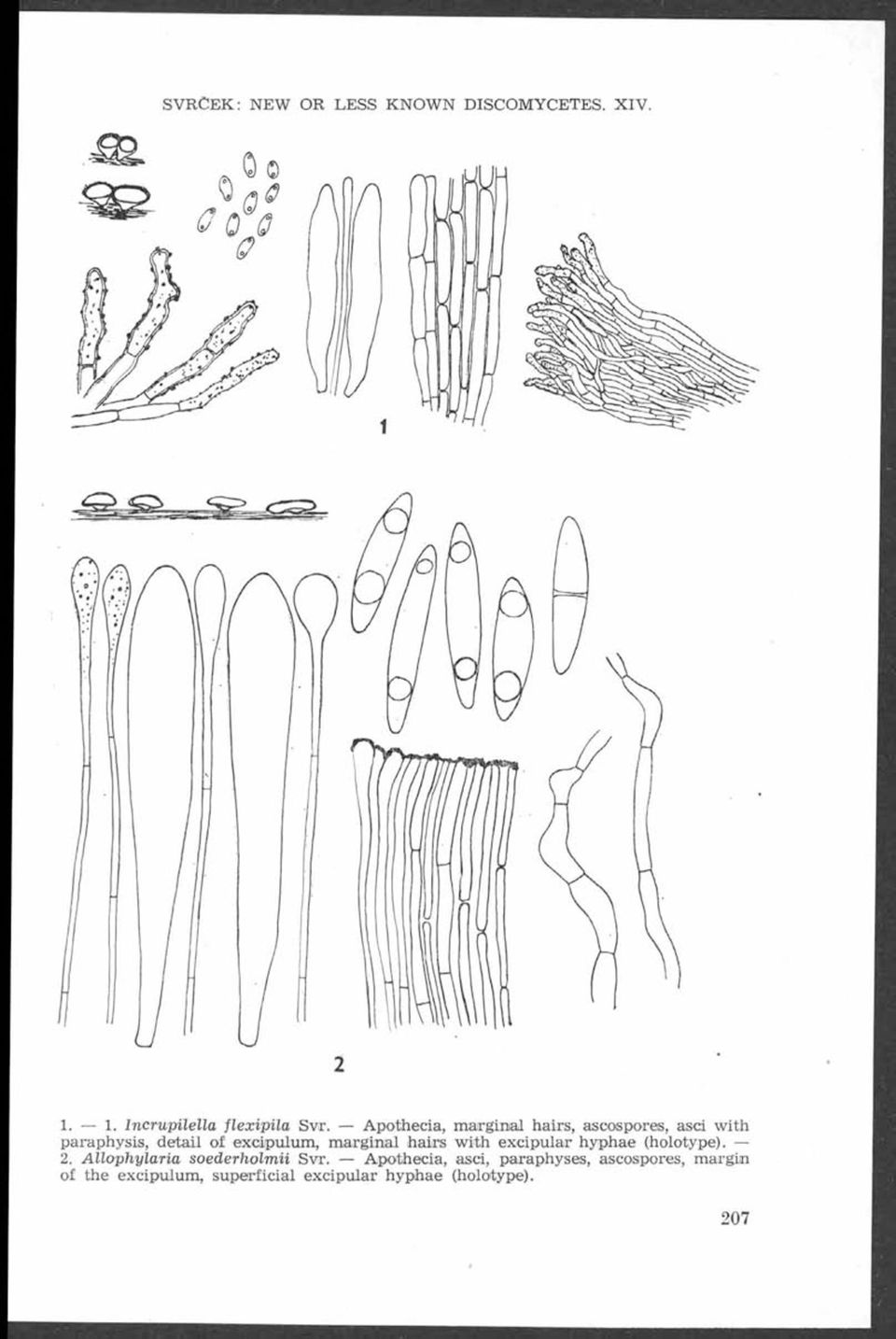Apothecia, marginal hairs, ascospores, asci with paraphysis, detail of excipulum, marginal hairs