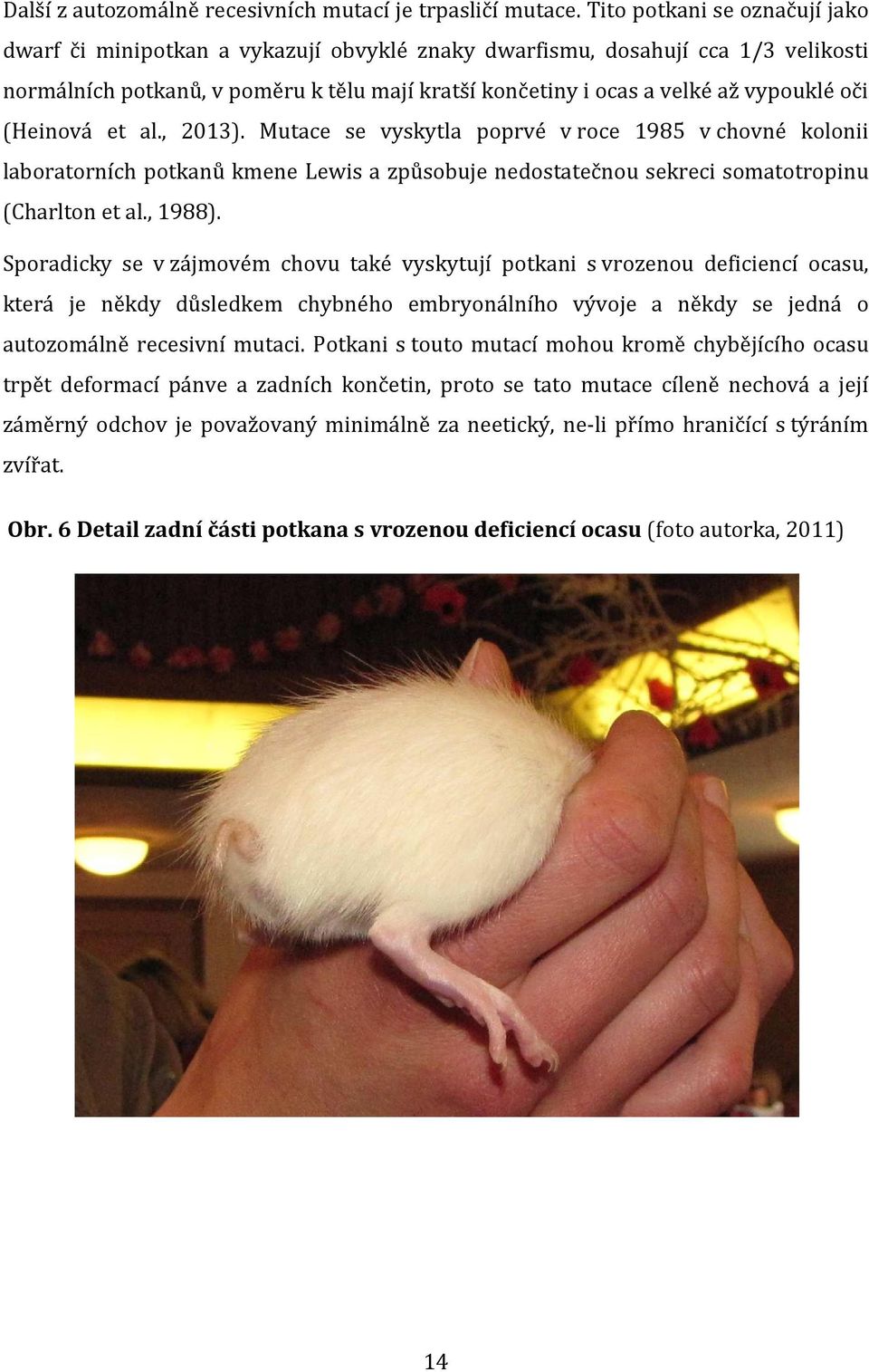oči (Heinová et al., 2013). Mutace se vyskytla poprvé v roce 1985 v chovné kolonii laboratorních potkanů kmene Lewis a způsobuje nedostatečnou sekreci somatotropinu (Charlton et al., 1988).