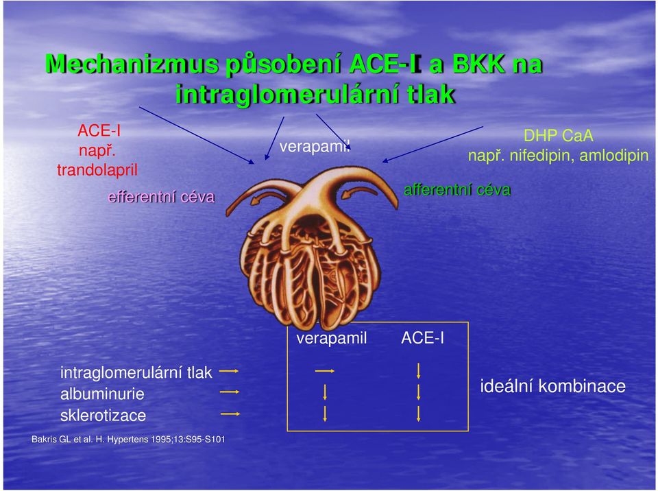 nifedipin, amlodipin intraglomerulární tlak albuminurie sklerotizace