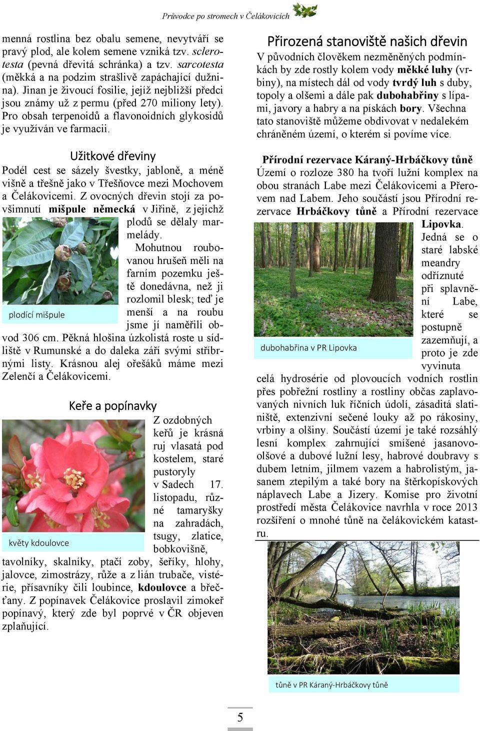 plodící mišpule Užitkové dřeviny Podél cest se sázely švestky, jabloně, a méně višně a třešně jako v Třešňovce mezi Mochovem a Čelákovicemi.
