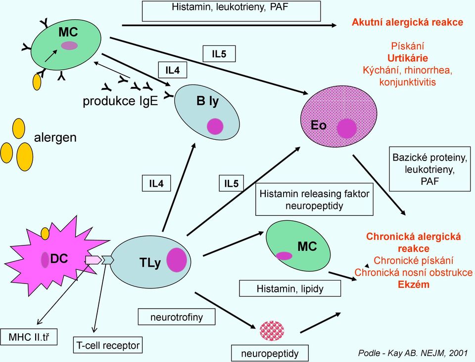 proteiny, leukotrieny, PAF DC TLy MC Histamin, lipidy Chronická alergická reakce Chronické pískání