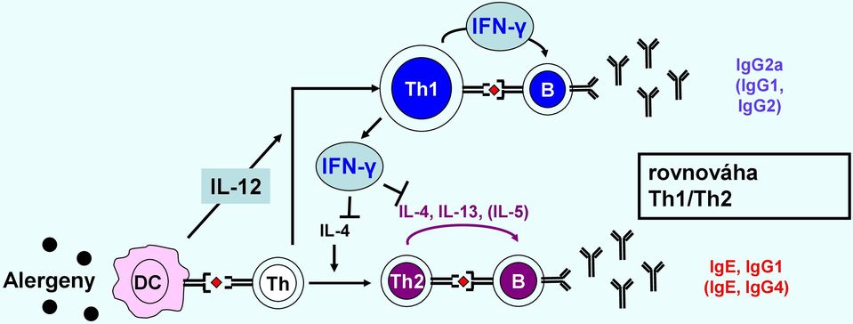 (IL-5) rovnováha Th1/Th2