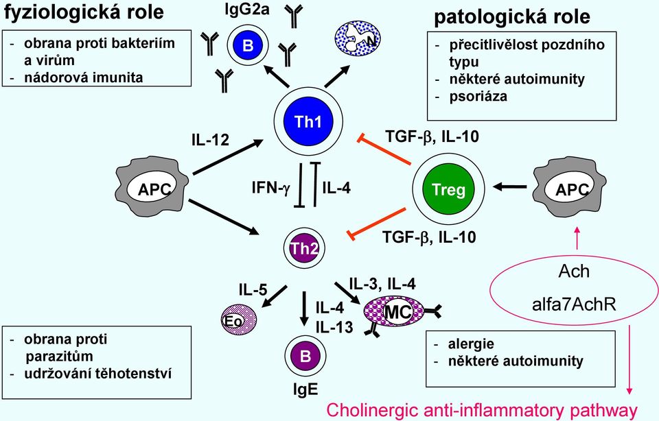 IL-4 Treg APC - obrana proti parazitům - udržování těhotenství Eo IL-5 Th2 B IgE IL-4 IL-13 TGF-b,