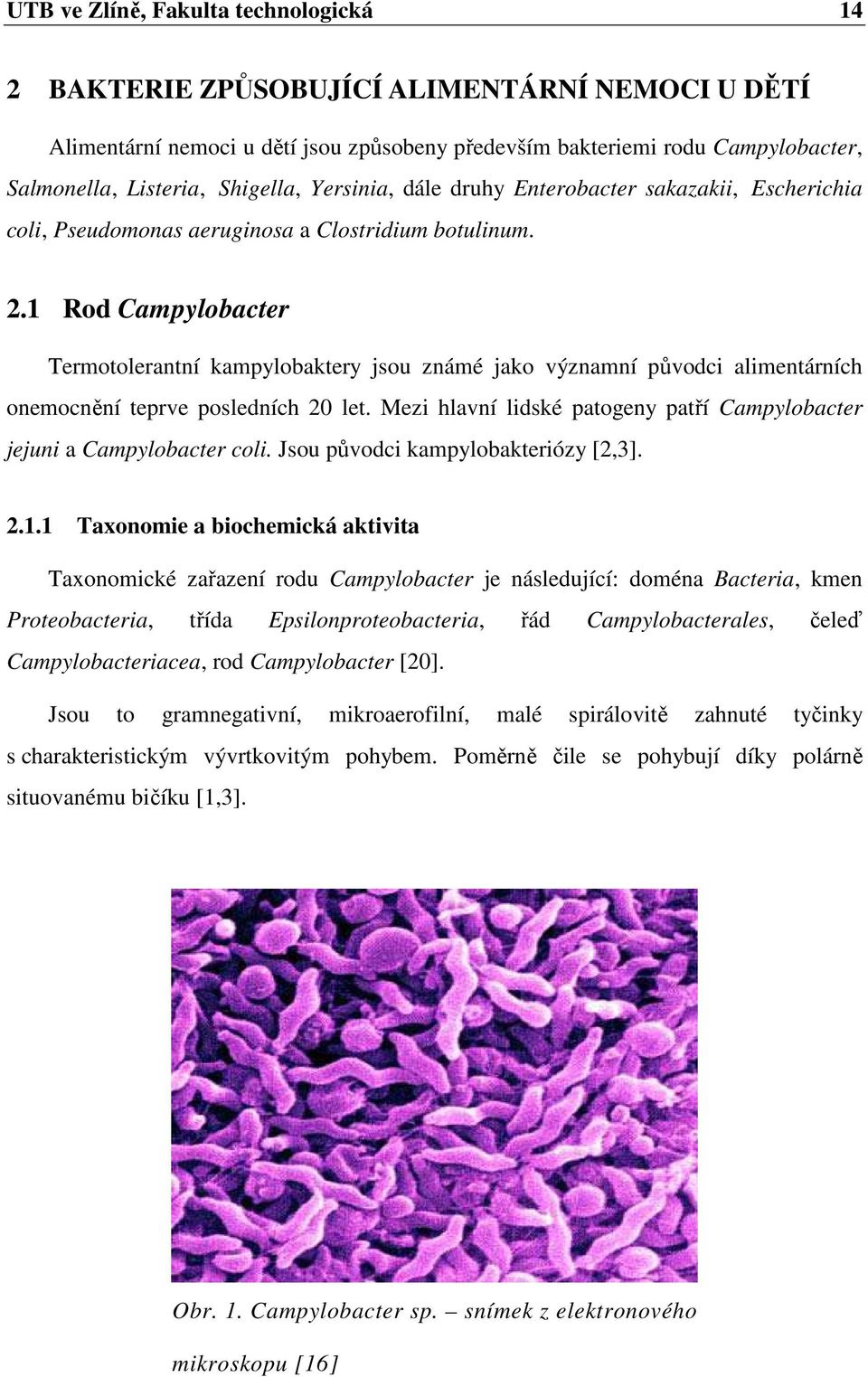 1 Rod Campylobacter Termotolerantní kampylobaktery jsou známé jako významní původci alimentárních onemocnění teprve posledních 20 let.