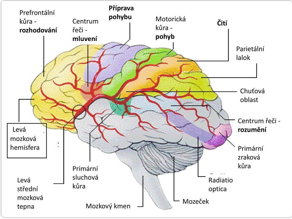 mozková hemisfera Levá střední mozková tepna Primární sluchová kůra