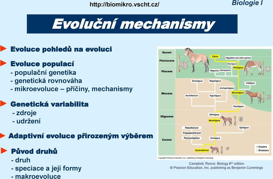 genetická rovnováha - mikroevoluce příčiny, mechanismy Genetická variabilita - zdroje - udržení