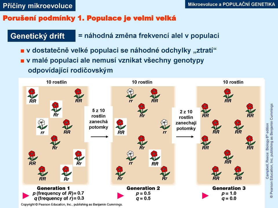 Populace je velmi velká Genetický drift = náhodná změna frekvencí alel v populaci v dostatečně velké populaci se