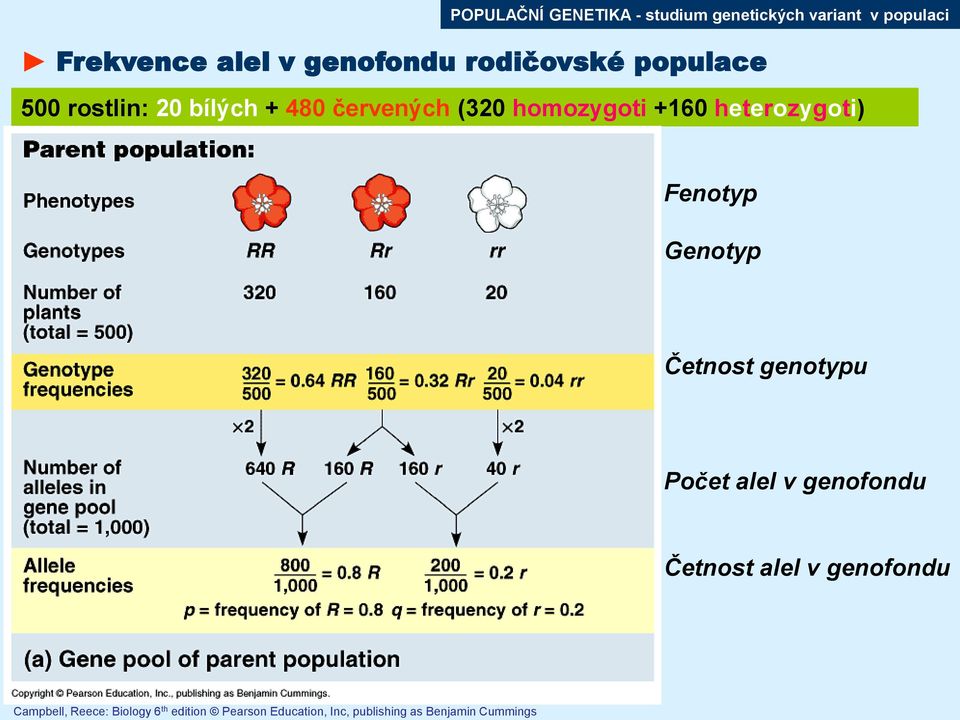 heterozygoti) Fenotyp Genotyp Četnost genotypu Počet alel v genofondu Četnost alel v