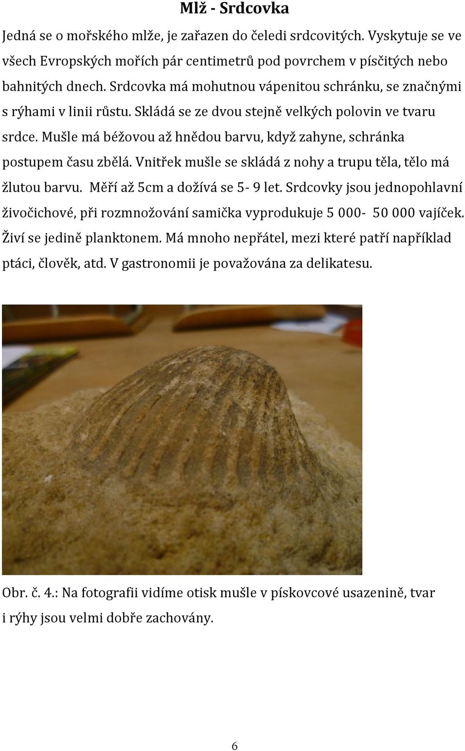 Mušle má béžovou až hnědou barvu, když zahyne, schránka postupem času zbělá. Vnitřek mušle se skládá z nohy a trupu těla, tělo má žlutou barvu. Měří až 5cm a dožívá se 5-9 let.