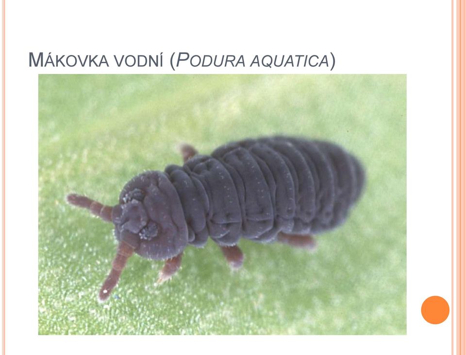 (PODURA