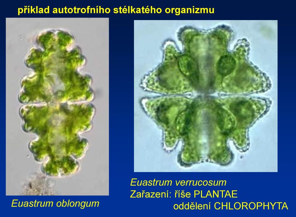 oblongum Euastrum verrucosum