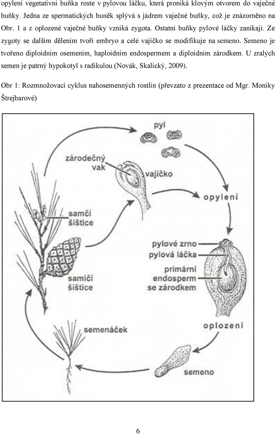 Ostatní buňky pylové láčky zanikají. Ze zygoty se dalším dělením tvoří embryo a celé vajíčko se modifikuje na semeno.