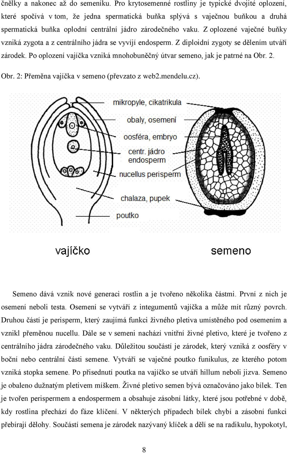 Z oplozené vaječné buňky vzniká zygota a z centrálního jádra se vyvíjí endosperm. Z diploidní zygoty se dělením utváří zárodek.
