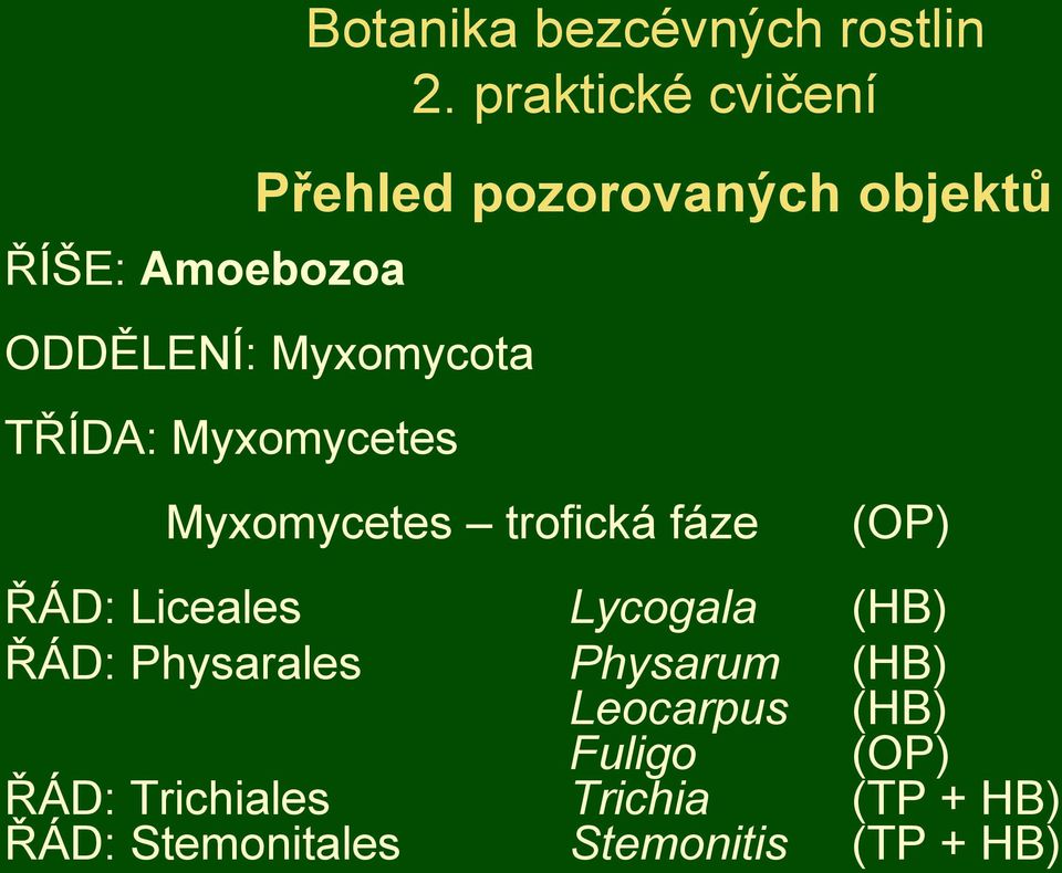Přehled pozorovaných objektů Myxomycetes trofická fáze (OP) ŘÁD: Liceales