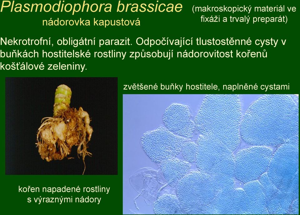 Odpočívající tlustostěnné cysty v buňkách hostitelské rostliny způsobují