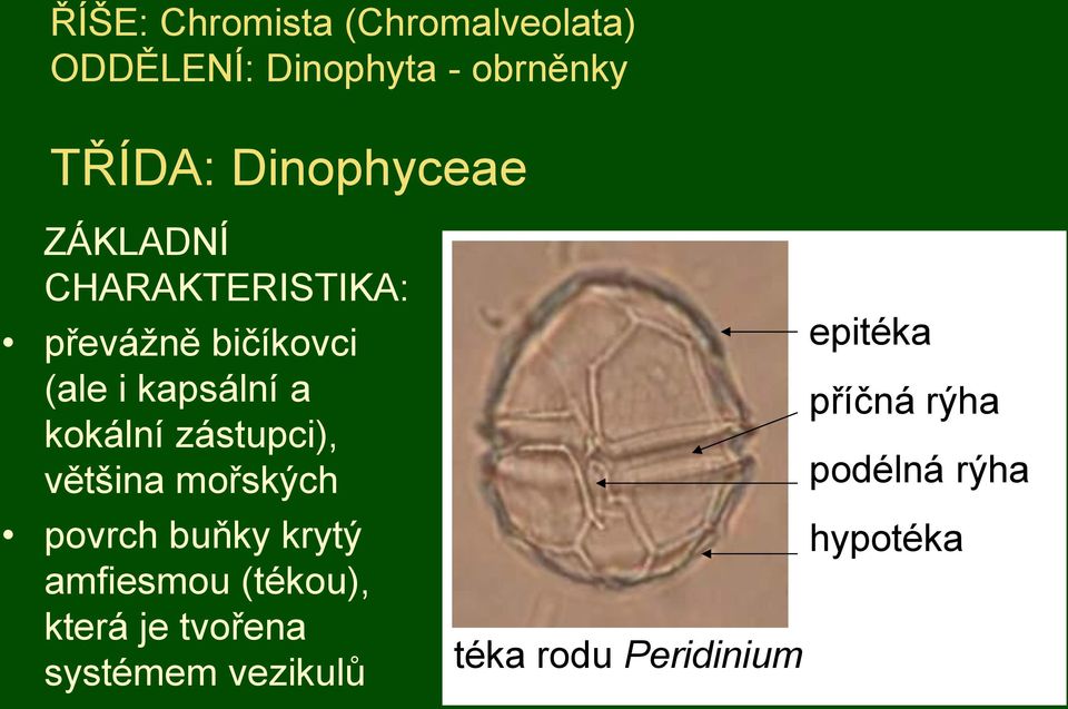 kokální zástupci), většina mořských povrch buňky krytý amfiesmou (tékou), která