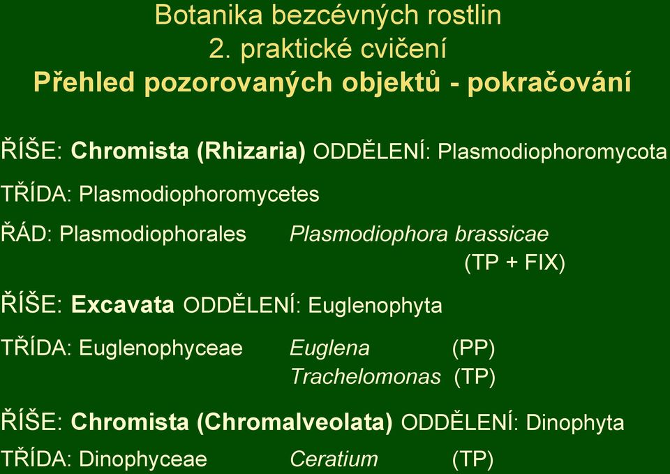Plasmodiophoromycota TŘÍDA: Plasmodiophoromycetes ŘÁD: Plasmodiophorales Plasmodiophora brassicae (TP +
